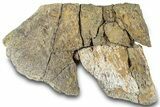 Dinosaur (Triceratops) Frill Shield Section - Montana #312241-1